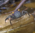 Vampirkrabbe „Purple“ (Geosesarma sp. Purple)