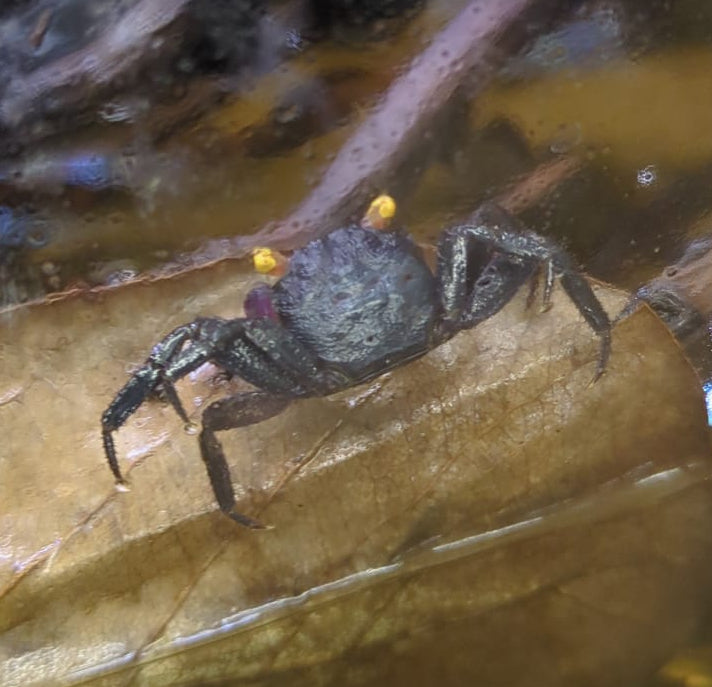 Vampirkrabbe „Purple“ (Geosesarma sp. Purple)