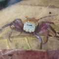 Vampirkrabbe „Rouxi“ (Geosesarma rouxi)